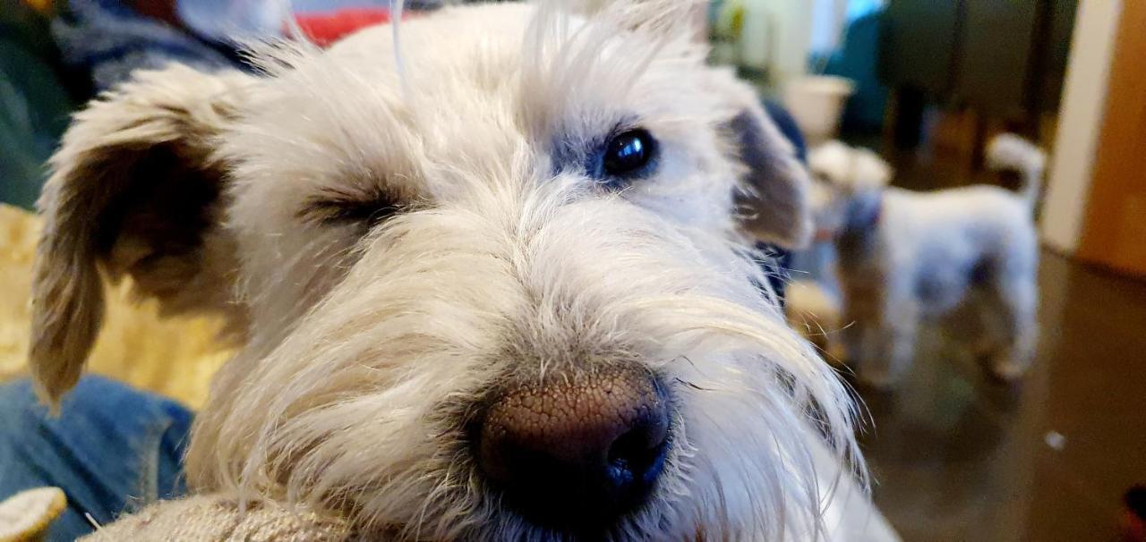 The Sleeping Dog Room At The Grumpy Schnauzer Bnb Huge Room, Luxe Suite, Private Hot Tub, Breakfast, Gym, Games Room, Farm Stay, Amazing Airdrie Dış mekan fotoğraf